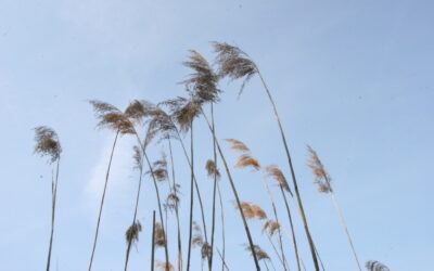 Hoe ziet een weekend meditatiecursus eruit?